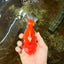 BIG WEN A Grade Red White Yuanbao Male 5 inches #110725YB_09