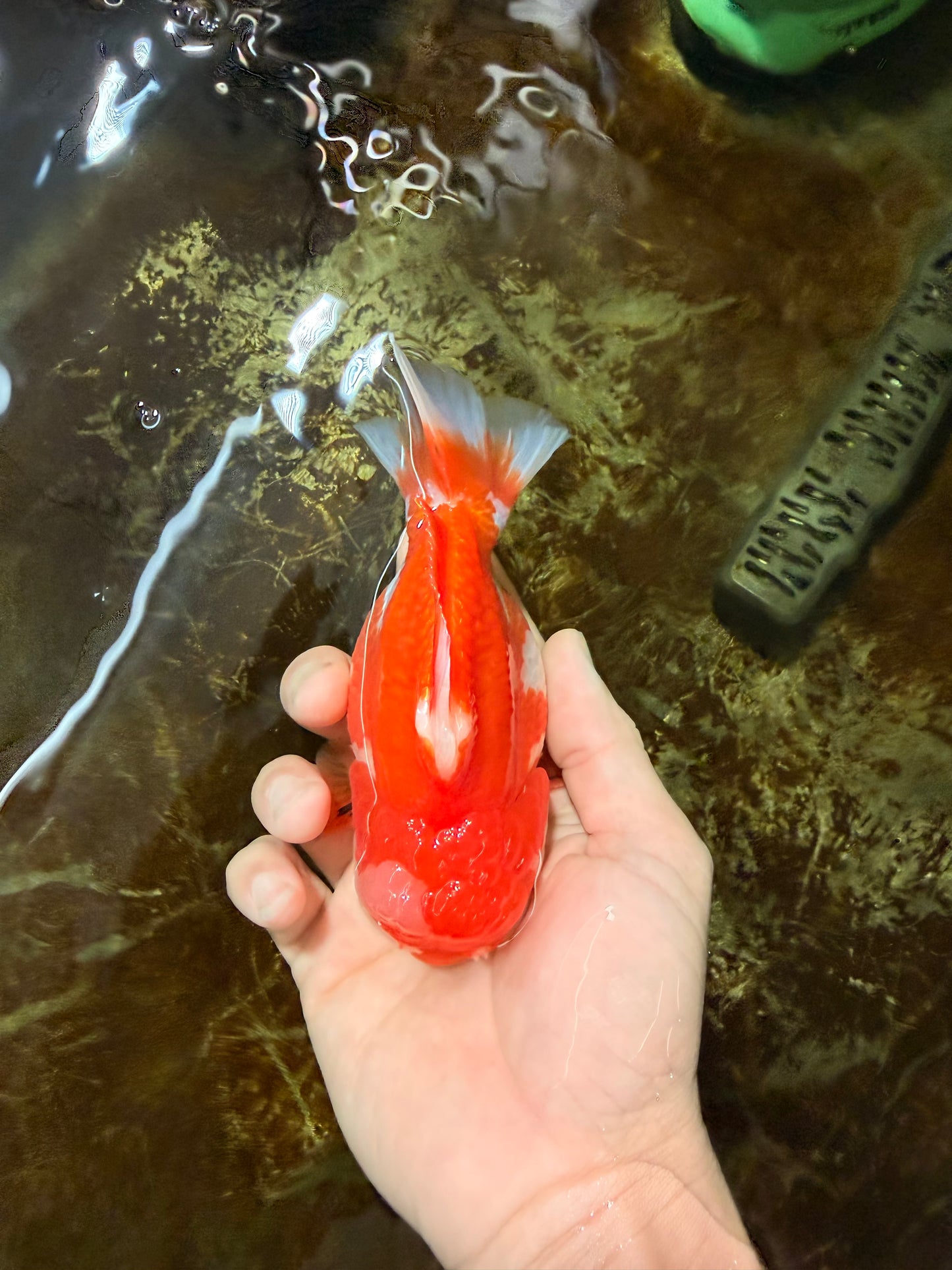 BIG WEN A Grade Red White Yuanbao Male 5 inches #110725YB_09