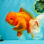 TOMATO AAA Grade Jumbo Broadtail Red Oranda Male 8.5-9 inches #072426OR_03