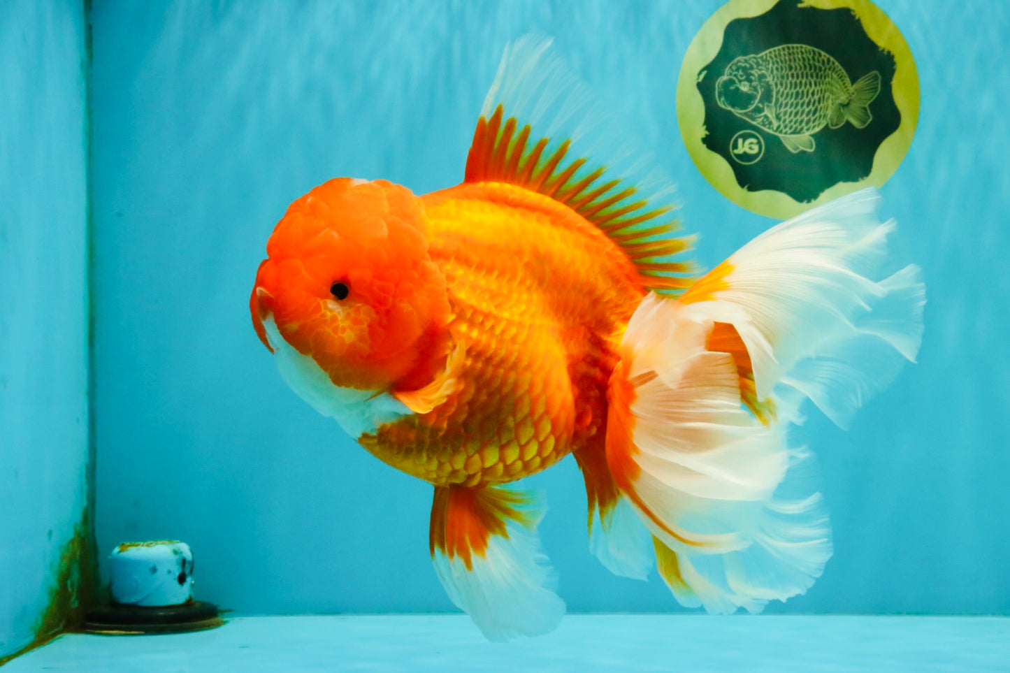 TOMATO AAA Grade Jumbo Broadtail Red Oranda Male 8.5-9 inches #072426OR_03
