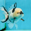 A Grade Panda Oranda Male 5.5 inches #120624OR_01