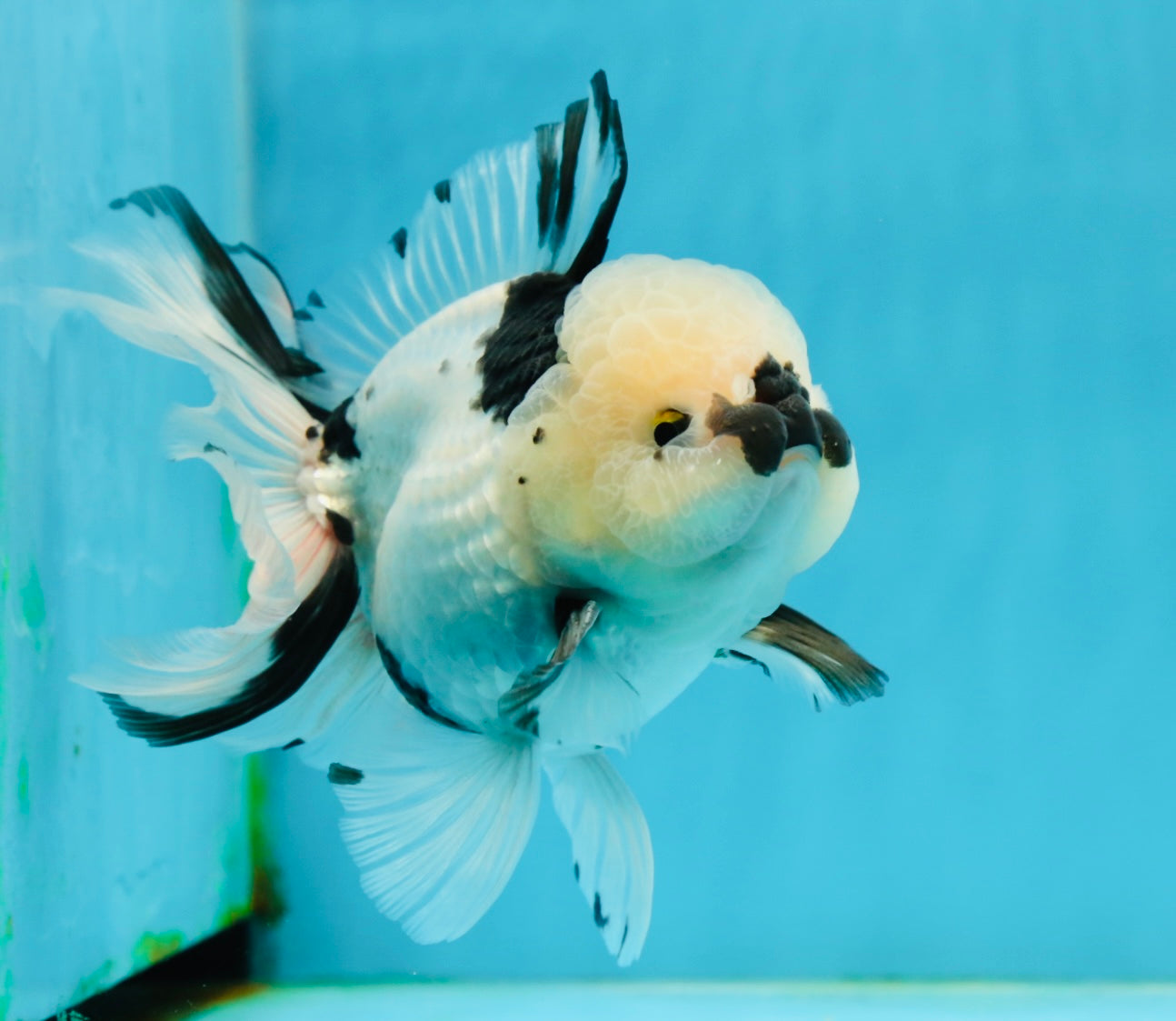 A Grade Panda Oranda Male 5.5 inches #120624OR_01