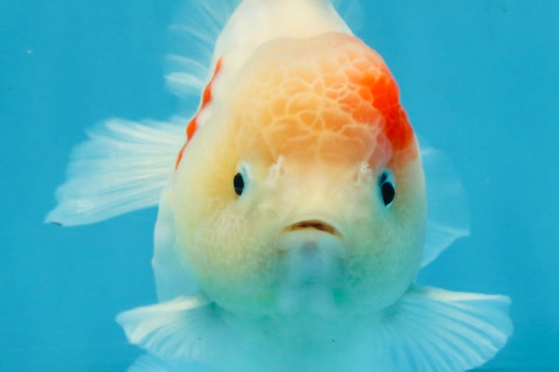 A Grade Sakura Yuanbao Male 4.5 inches #103125YB_01