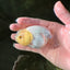 🐣 New Baby Bright Lemonhead Snow White Lionchu Female 3.5 inches #0223LC_03