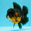 A Grade LAVA Apache Oranda Female 5.5-6 inches #030626OR_28
