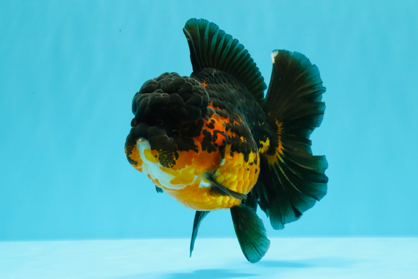 A Grade LAVA Apache Oranda Female 5.5-6 inches #030626OR_28