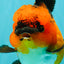CHARLIE AAA Grade Apache Oranda Female 6 inches #071026OR_23