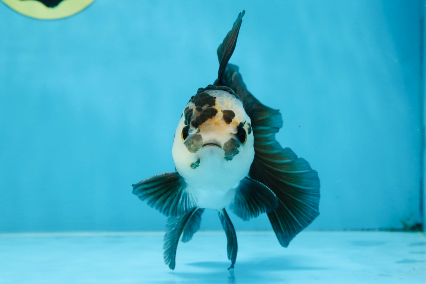 A Grade Panda Oranda Male 5 inches #100325OR_22