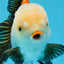 Oranda tricolor de grado AAA macho 5,5 pulgadas #0830OR_13