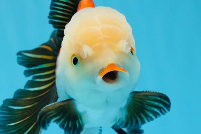 Oranda tricolor de grado AAA macho 5,5 pulgadas #0830OR_13