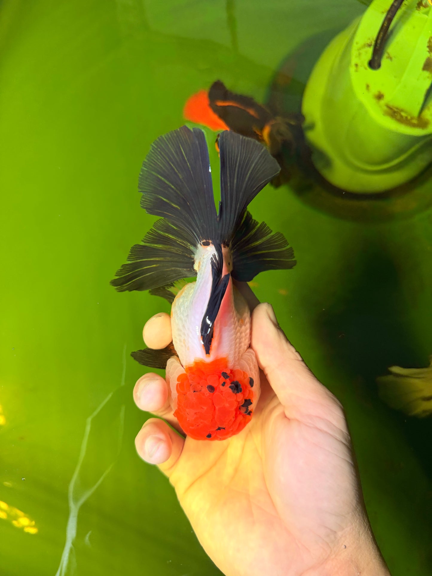 Tricolor Oranda Female 5-5.5 inches #041026OR_06