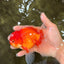 A Grade Red White Oranda Male 5.5 inches #080726OR_08
