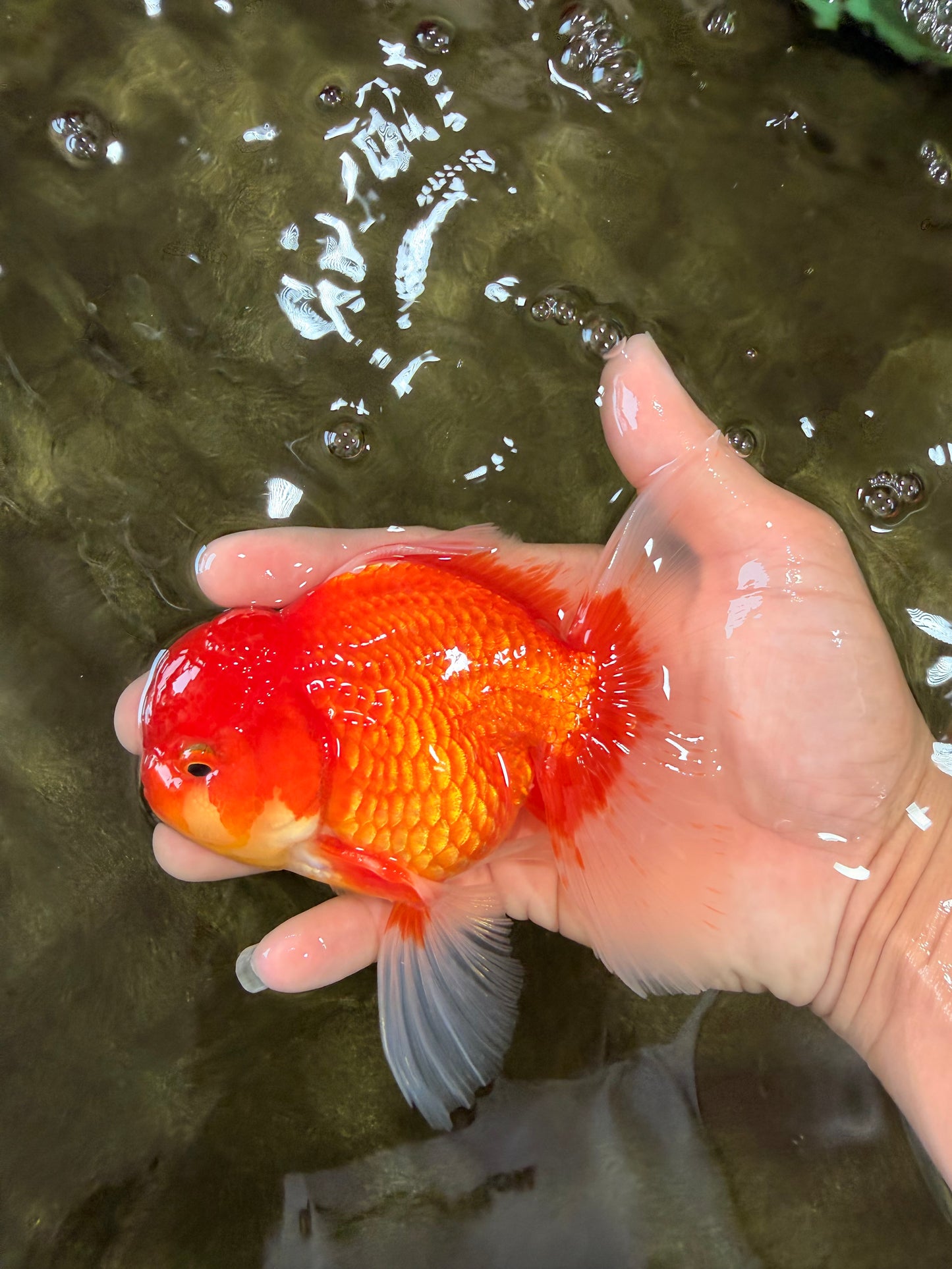 A Grade Red White Oranda Male 5.5 inches #080726OR_08