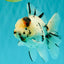 AAA Grade White Tiger Oranda Male 5.5 inches #062626OR_35