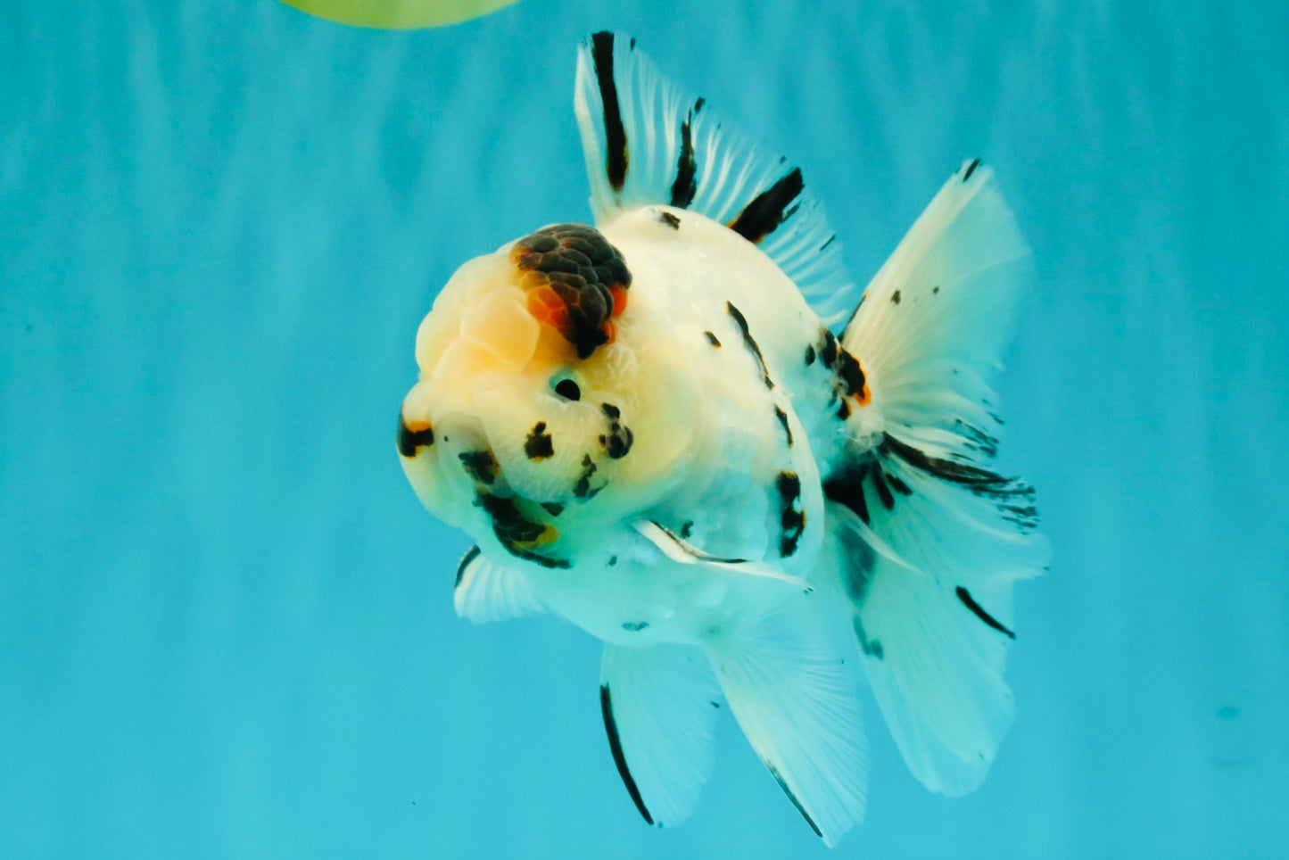 AAA Grade White Tiger Oranda Male 5.5 inches #062626OR_35