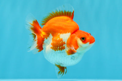 AAA Grade Red White Ryukin Female 4 inches #022026RK_12