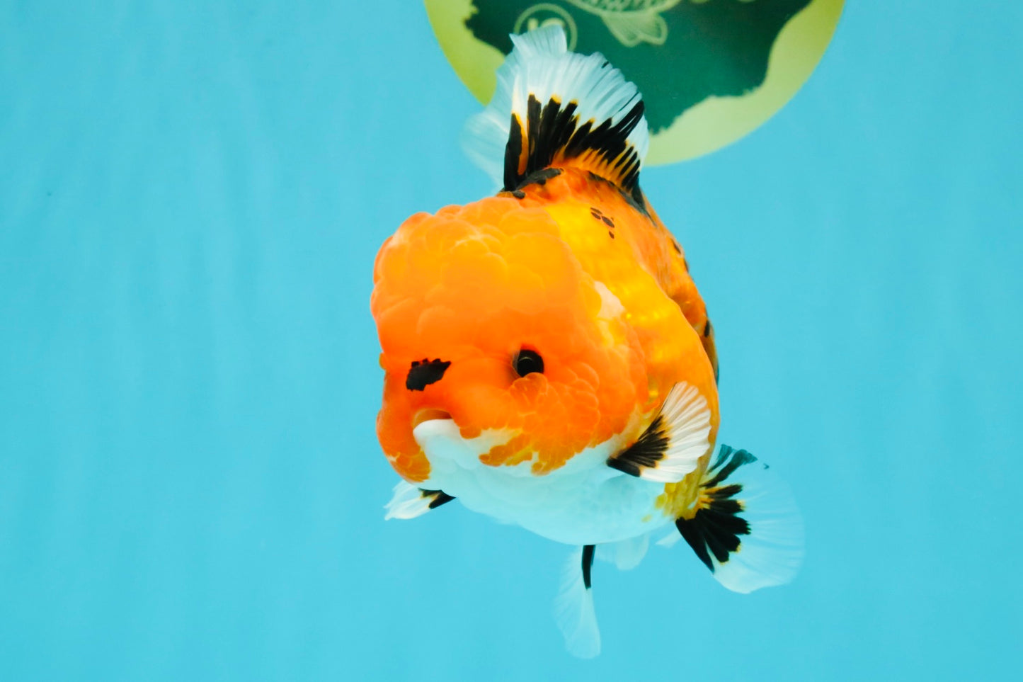 CHARLIE A Grade Apache Oranda Female 5 inches #041726OR_06