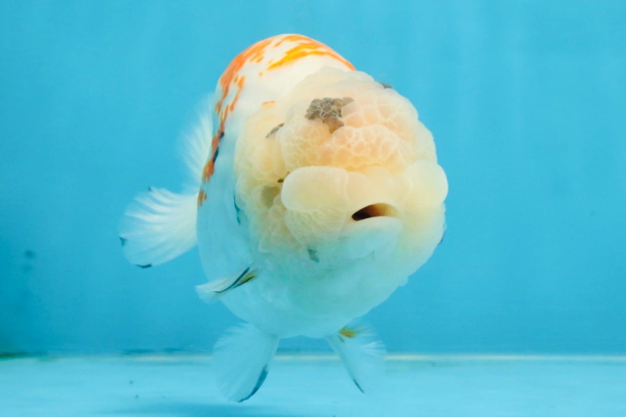 A Grade Sakura LionQueen 5.5 inches #110725LC_11