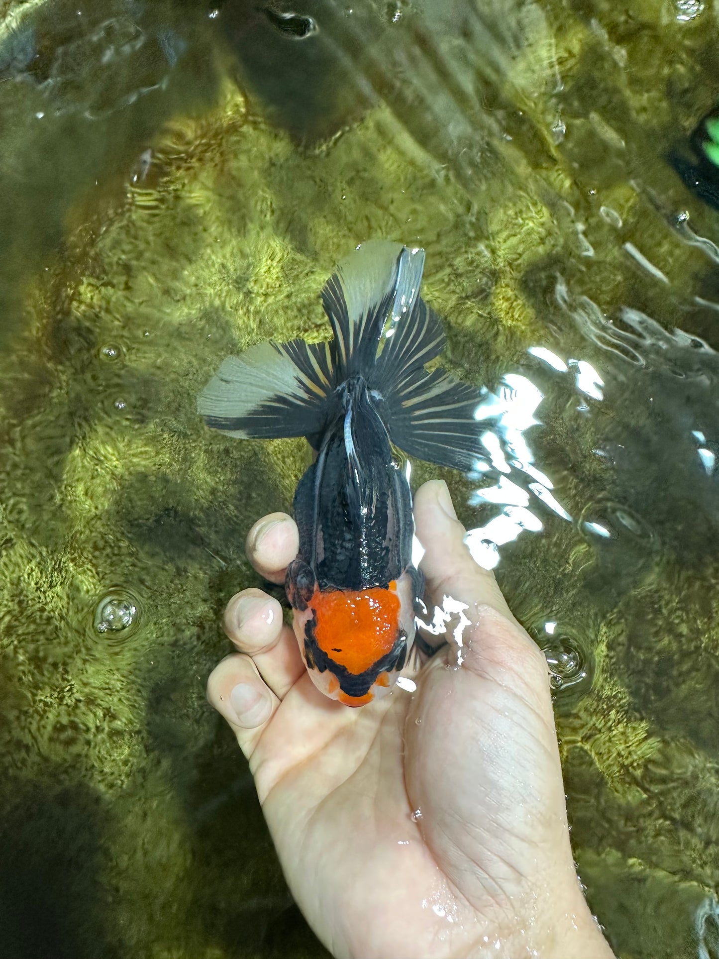 NEZHA Tricolor Oranda Female 5 inches #091925OR_08