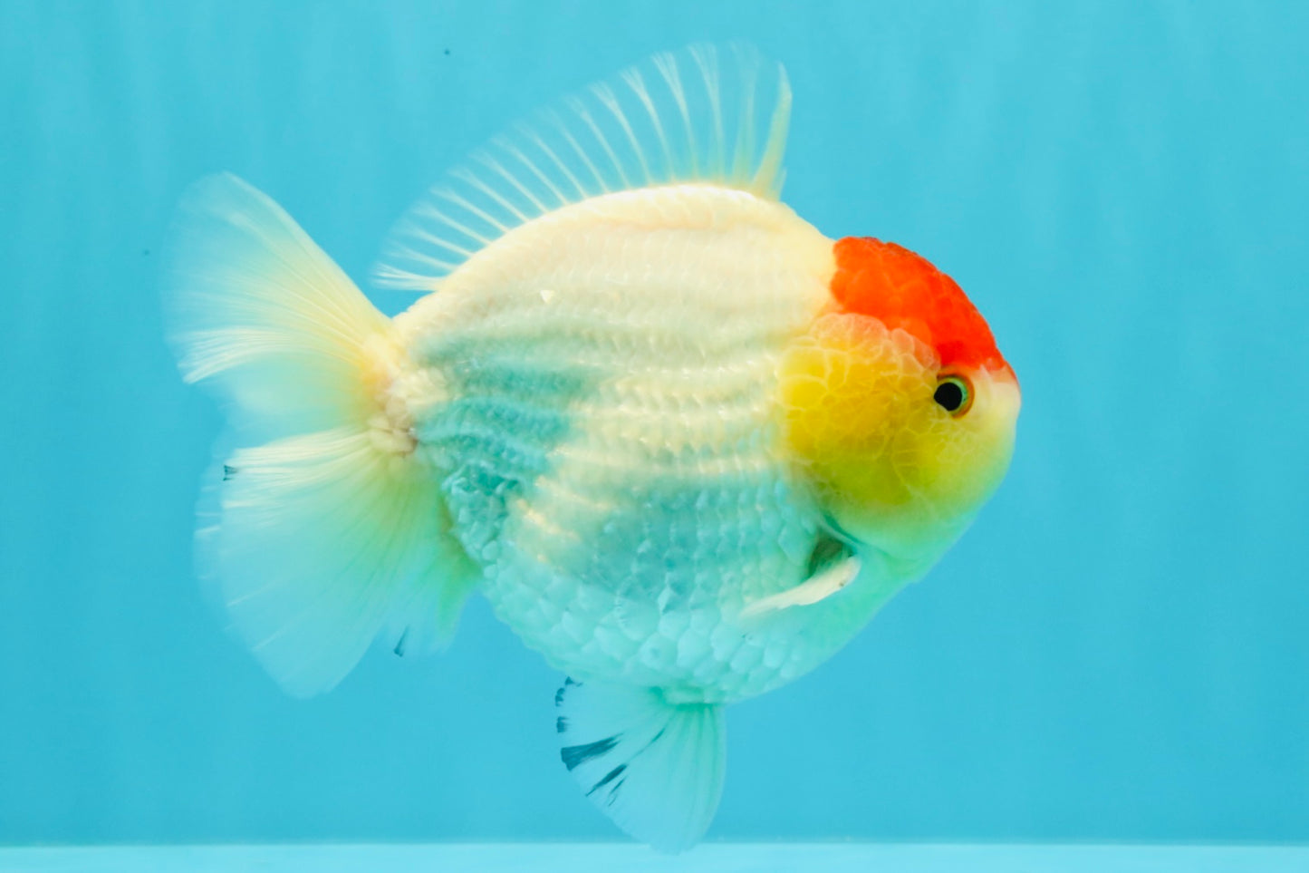 CHUBBY AAA Grade Tancho Red White Yuanbao Male 5-5.5 inches #031326YB_18