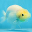 Snow White Sakura Button Eyes Lionchu Male 4-4.5 inches #070425LC_10