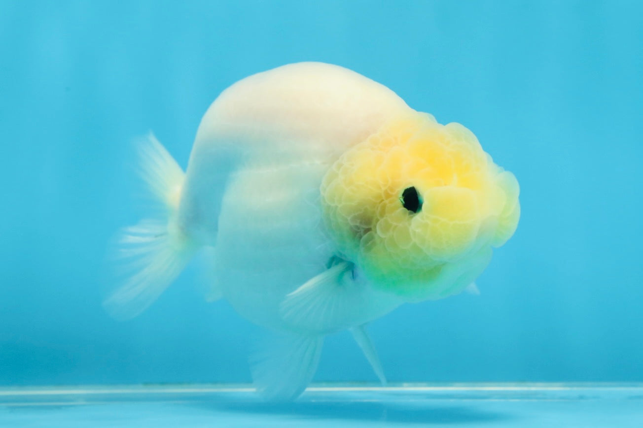 Snow White Sakura Button Eyes Lionchu Male 4-4.5 inches #070425LC_10