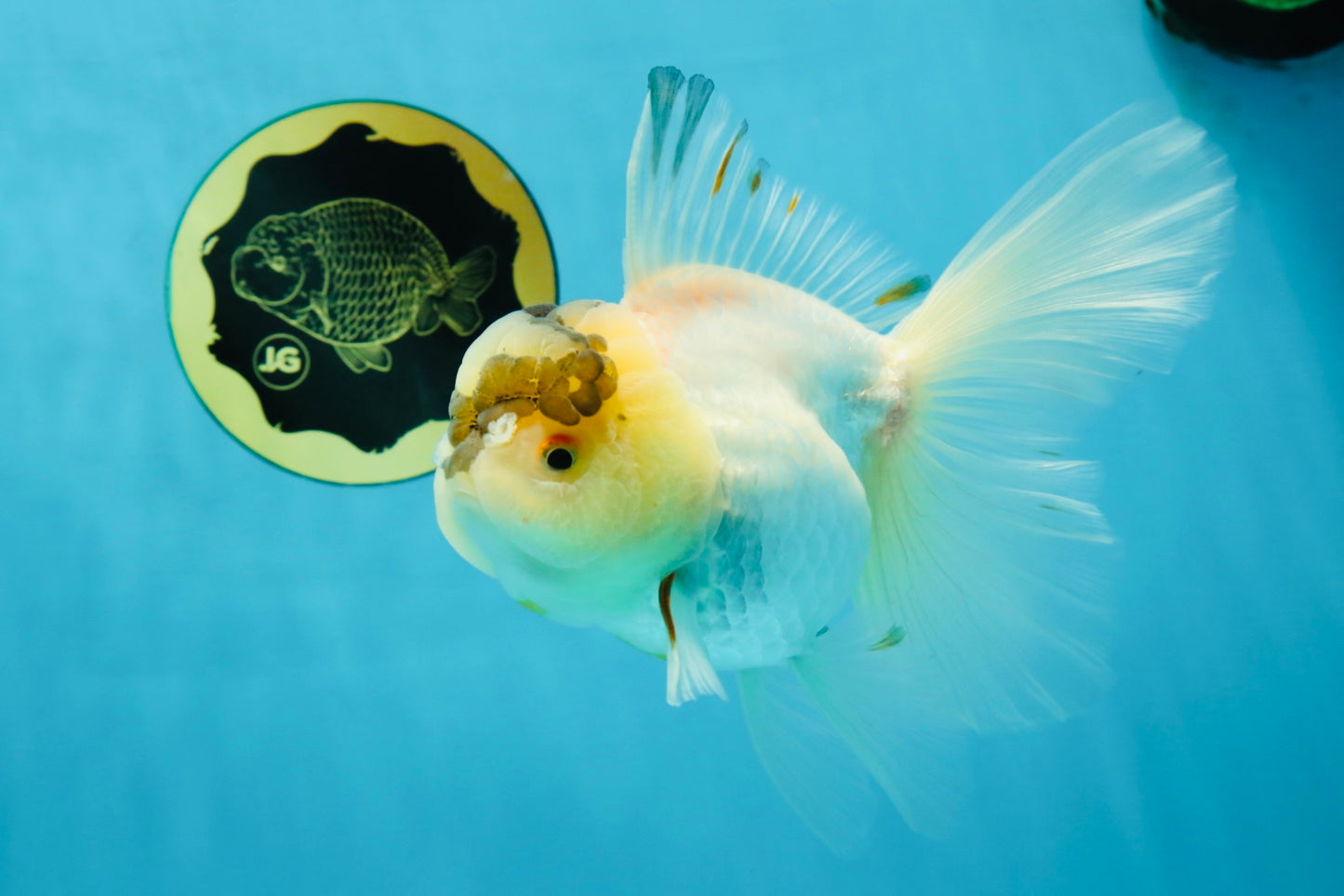 A Grade Unique Tricolor Oranda Female 6 inches #050225OR_03