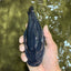 UNIQUE Black Blue Ranchu Male 5.5 inches #100226RC_24