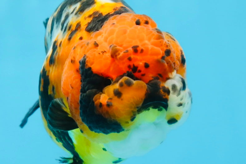 UNIQUE AAA Grade Chinese Red Head Ranchu Female 4.5-5 inches #101725RC_19