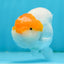 Classic Egg-shape Red Head Lionchu Male 4 inches #122724LC_08