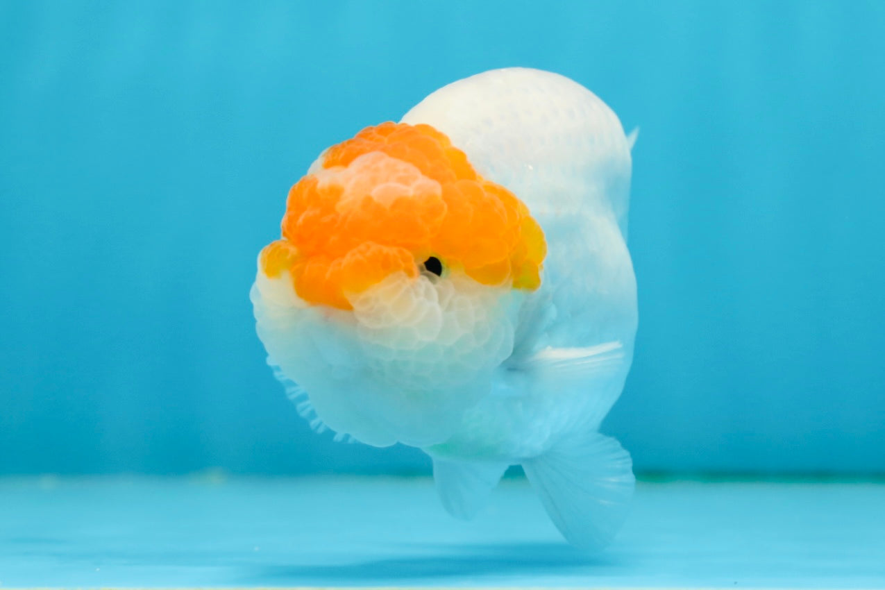 Classic Egg-shape Red Head Lionchu Male 4 inches #122724LC_08