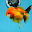 A Grade Tricolor Oranda Female 4.5 inches #0906OR_24