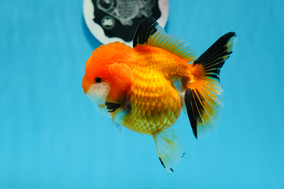 A Grade Tricolor Oranda Female 4.5 inches #0906OR_24