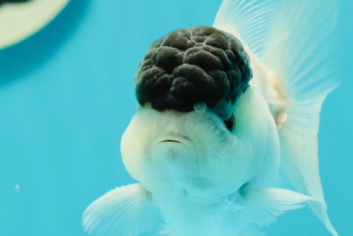 Black Tancho Panda Oranda Female 3.5 inches #110124OR_07