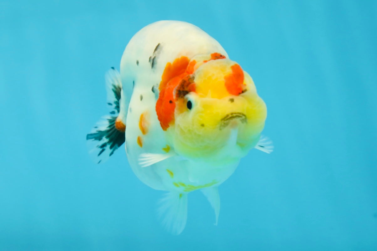 A Grade Cow Tricolor LionQueen 4 inches #050925LC_08