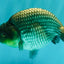 UNIQUE AAA Grade Blue Ranchu Male 5 inches #071026RC_10