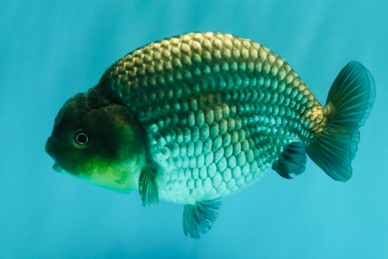 UNIQUE AAA Grade Blue Ranchu Male 5 inches #071026RC_10