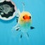 AAA Grade Tricolor Oranda Male 4.5-5 inches #0830OR_18