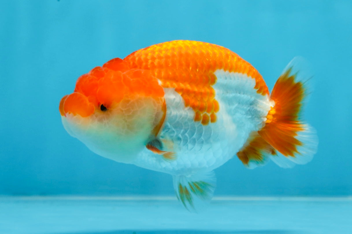 AAA Grade Red White LionQueen 4 inches #101725LC_10