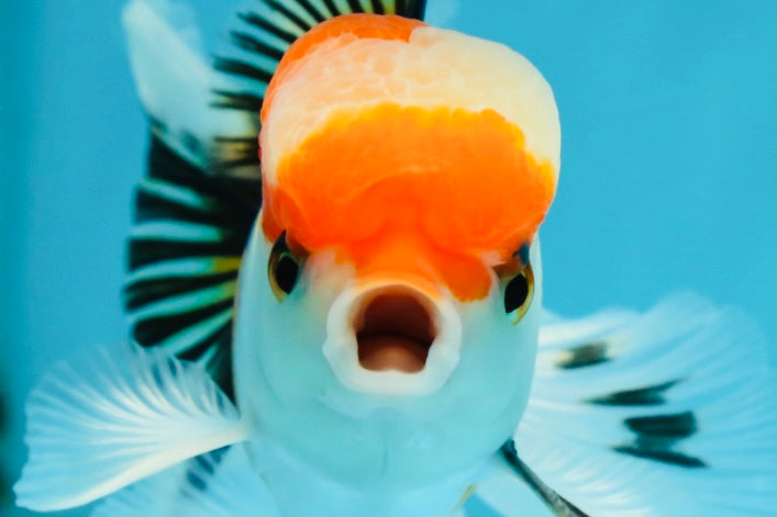 A Grade Tricolor Oranda Male 4.5 inches #050225OR_10