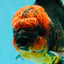CHONKY AAA Grade Red Head Kirin Oranda Male 6-6.5 inches #072426OR_18