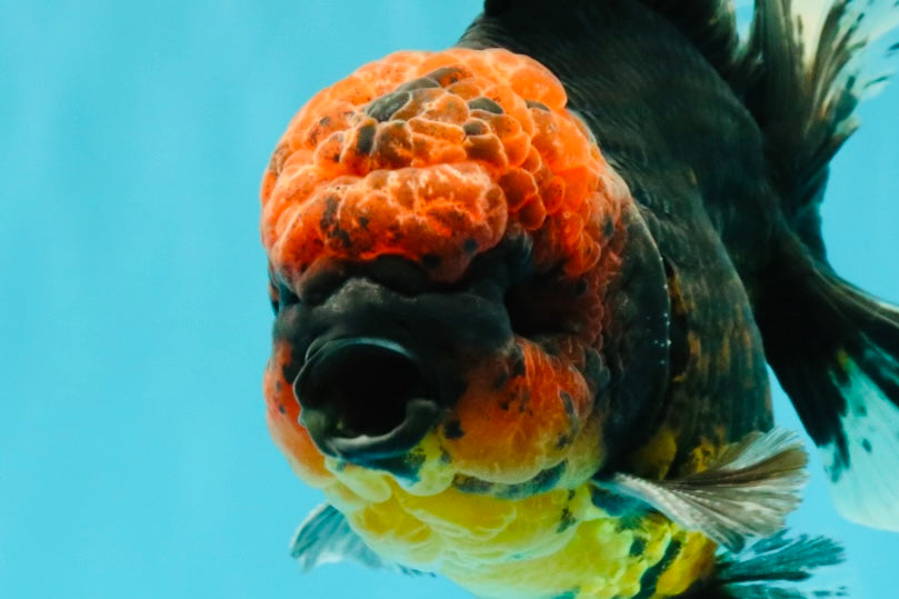 CHONKY AAA Grade Red Head Kirin Oranda Male 6-6.5 inches #072426OR_18