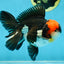 AAA Grade Tricolor Oranda Male 5.5 inches #052325_11