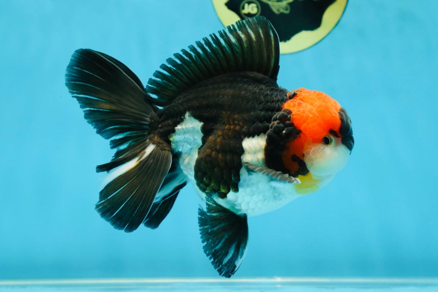 AAA Grade Tricolor Oranda Male 5.5 inches #052325_11