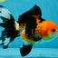 A Grade Tricolor Oranda Female 4.5-5 inches #050225OR_04