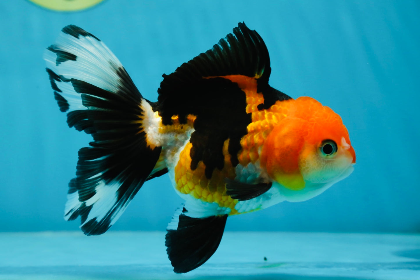 A Grade Tricolor Oranda Female 4.5-5 inches #050225OR_04