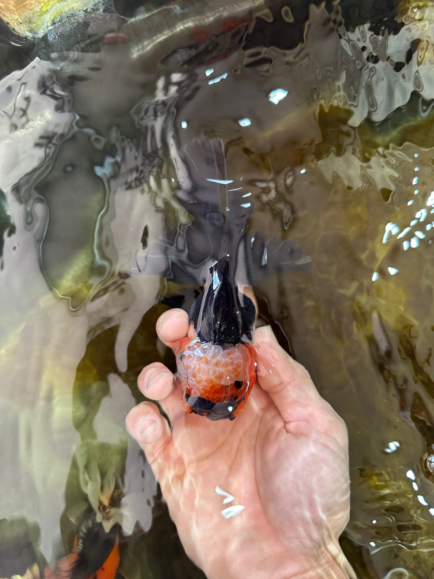 A Grade STUNNING Tricolor Oranda Male 5-5.5 inches #051625OR_23