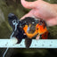 LAVA AAA Grade Apache Oranda Male 5.5 inches #100926OR_21