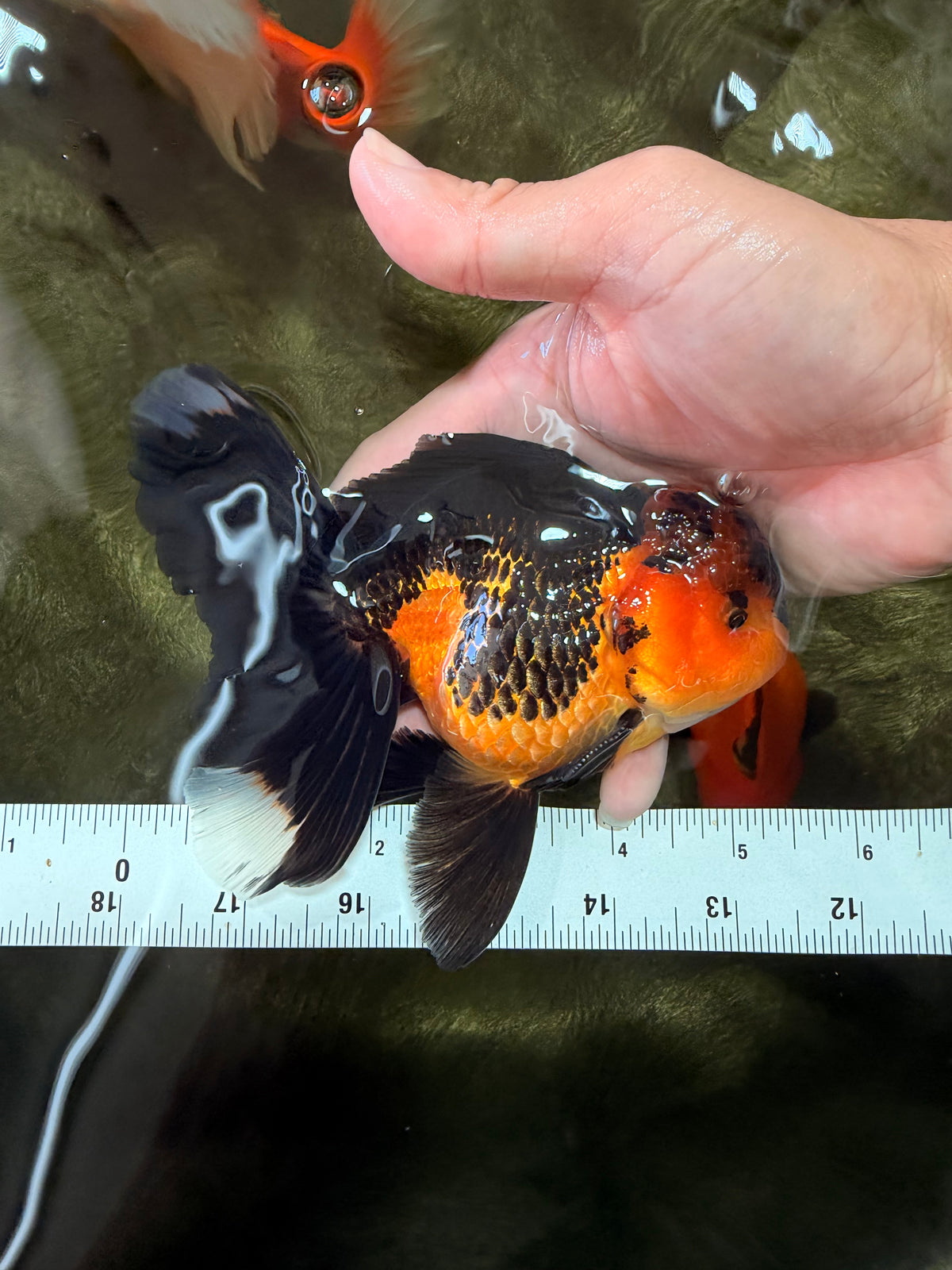 LAVA AAA Grade Apache Oranda Male 5.5 inches #100926OR_21