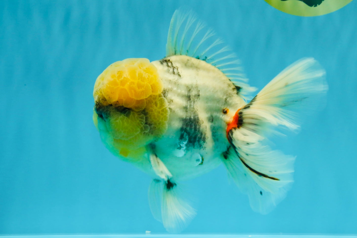 AAA Grade Godzilla White Tiger Oranda Male 6.5 inches #022726OR_10